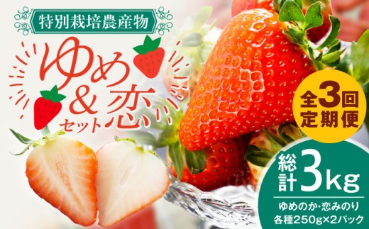 いちご【全3回定期便】【先行予約】ゆめのか・恋みのり いちご1kg（250g×4パック）【2027年2月以降順次発送】いちご 苺 イチゴ 果物 フルーツ いちご 甘い ichigo strawberry イチゴ 生いちご 長崎県 壱岐市 【蒼花】 [JEO003] お取り寄せいちご ゆめのか 甘い 赤い イチゴ 産地直送 こだわりいちご フレッシュ 定期便 くだもの 旬 新鮮 いちご