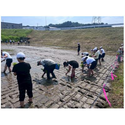 ふるさと納税 十日町市 【毎月定期便】魚沼産 新之助 5kg全6回 |  | 03