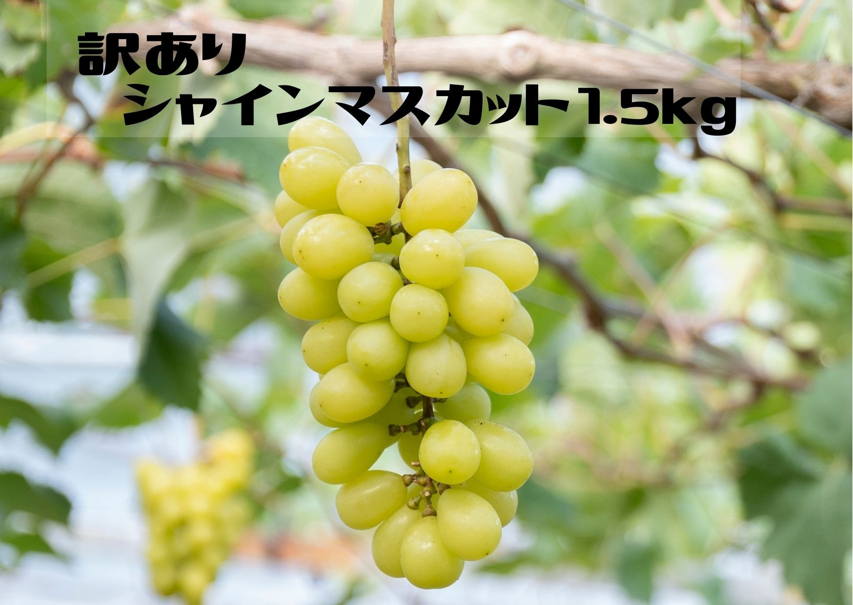 
                  【2026年発送★先行予約】【ご家庭用に】笛吹市産『訳ありシャインマスカット』1.5kg 167-013-oya
                