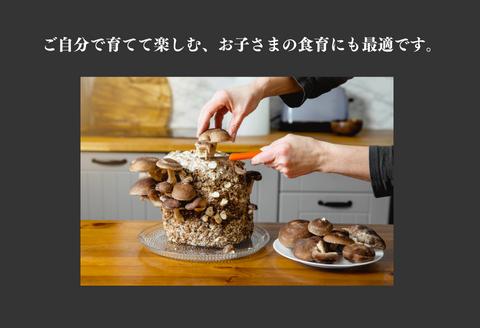 300327【きのこ栽培キット】菌床ブロックセット(しいたけ)