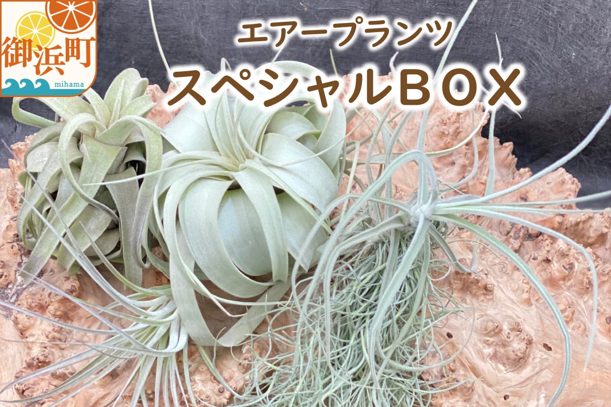 南紀グリーンハウスのエアープランツスペシャルBOX【エアープランツ プランツ ティランジア 詰め合わせ 観葉植物 植物 エアプランツ 園芸 インテリア ギフト セット 三重県 御浜町 】