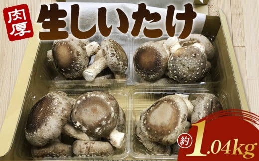 行田産こだわり生椎茸　約1.04kg ／ きのこ しいたけ シイタケ 埼玉県 No.004