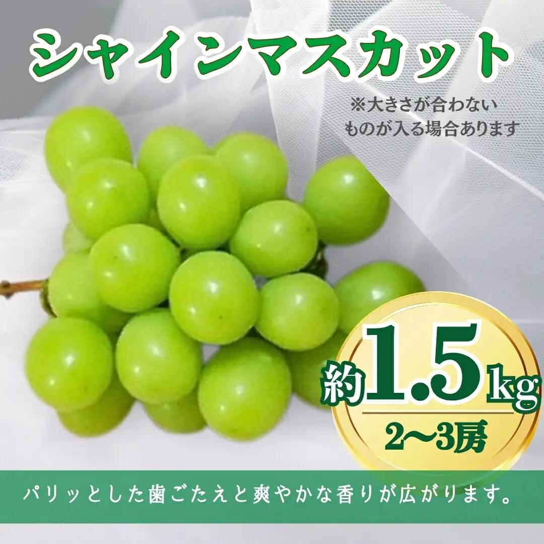 2回定期便：シャインマスカットとサンふじ 信州フルーツ定期便（ぶどう・りんご）| サンふじ