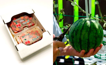 【定期便6回】山形フルーツ デラックス定期便 FY25-825