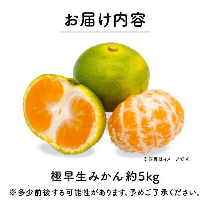 極早生 みかん 5kg [OCW001] ミカン