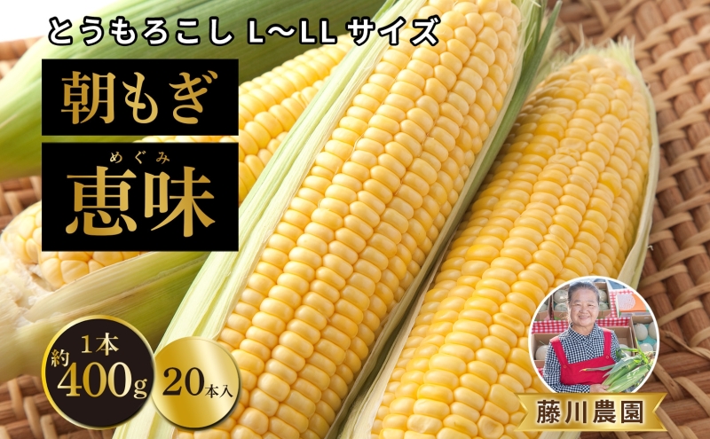 北海道産 朝もぎ とうもろこし 恵味 L-LLサイズ 約400g×20本 スイートコーン ゴールドコーン トウモロコシ とうきび コーン 旬 完熟 野菜 甘い おやつ 産地直送 お取り寄せ 北海道 送料無料 伊達