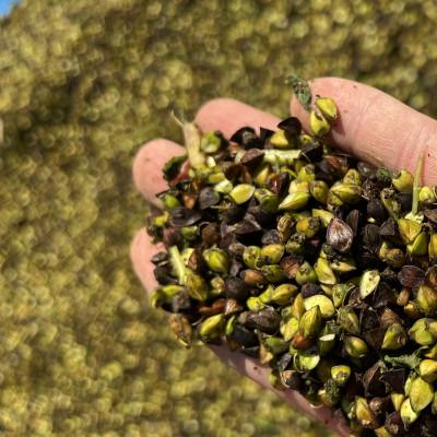 ふるさと納税 小美玉市 茨城県産　常陸秋そば　玄そば　1kg　ライジングファーム　84-A |  | 01