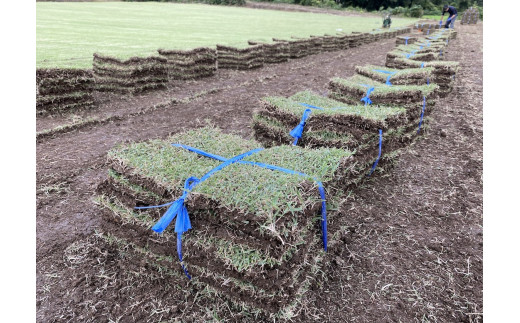 YG-01　寒さに強い日本芝「野芝」1平方メートル分