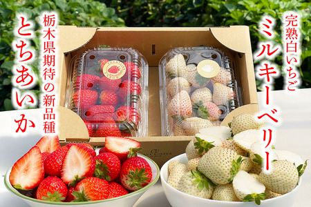 [先行予約] いちご 2種食べ比べセット「とちあいか＆ミルキーベリー」各1パック 計約650g 贈答用化粧箱入り 約4人分｜イチゴ 苺 果物 栃木 日光 [0229]