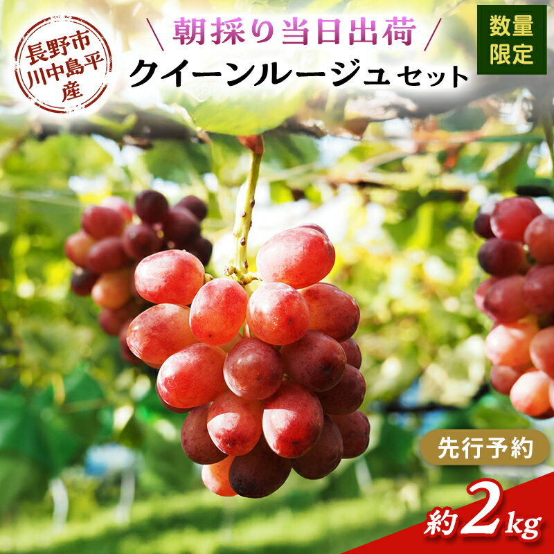【ふるさと納税】【先行予約】【数量限定】【朝採り当日出荷】信州・長野市川中島平産 ぶどう「クイーンルージュ」セット 約2kg（4～5房） 2026年9月下旬より順次発送　お届け：2026年9月下旬～10月下旬まで