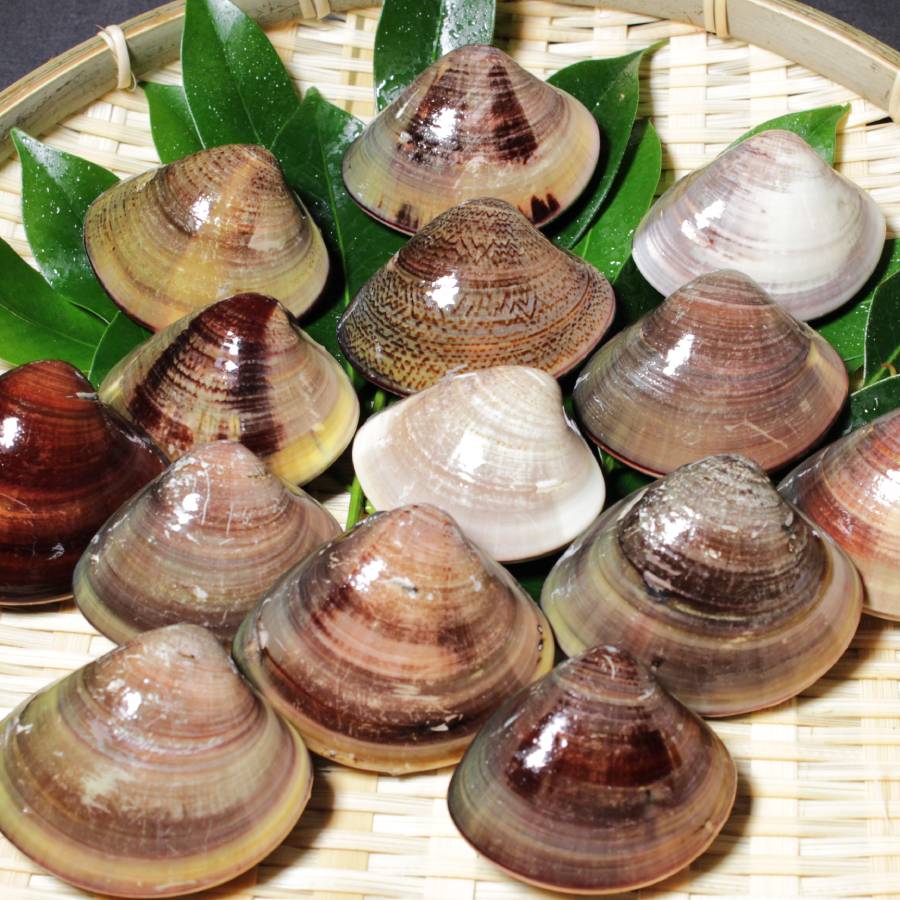 ＜桑名はまぐり屋＞桑名産「はまぐり」6～12年もの（サイズ不揃い）500gx2（計1kg）