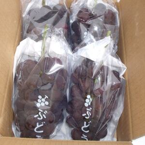 あの、牧丘の巨峰　1.8kg【配送不可地域：離島】【1329233】
