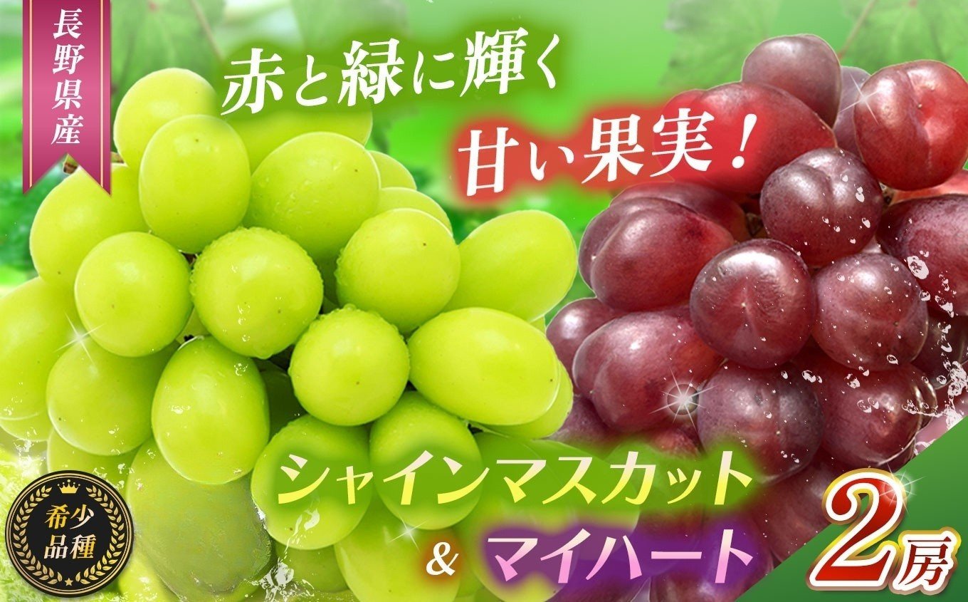 
            【2026年 先行予約】赤と緑にきらめく果実。マイハート1房とシャインマスカット1房 | シャイン ぶどう 葡萄 ブドウ くだもの 果物 フルーツ マスカット マイハート 先行 先行予約 希少品種 長野県 塩尻市
          