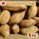 【ふるさと納税】 種子島 安納いも 「 こがね 」 5kg こむぎ屋工房