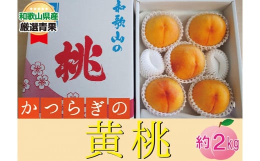 ★かつらぎの黄桃★＜品種おまかせ＞5～8玉【2025年6月下旬～2025年8月上旬頃順次発送】