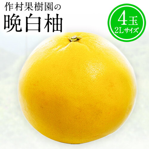 【ふるさと納税】【先行予約】フルーツ 旬 フルーツ 晩白柚 期間限定 作村果樹園の晩白柚 4玉(2Lサイズ) 《12月下旬-1月末頃出荷》果物 フルーツ ザボン 熊本 特産品
