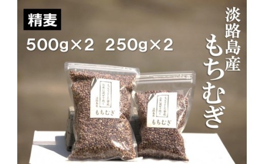 
                  淡路島 南あわじ産　もちむぎ（ダイシモチ）　1.5kg
                