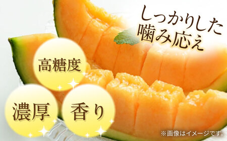 訳あり タカミメロン レッド 1玉 / メロン めろん フルーツ 果物 / 南島原市 / 南島原果物屋[SCV034]