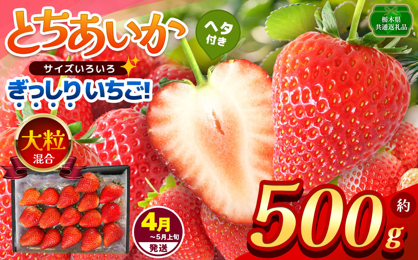 
            【栃木県共通返礼品】【4~5月発送分】【先行予約】訳あり ぎっしり とちあいか 大粒（サイズ不揃い） 約500g | いちご とちあいか ぎっしり サイズ 不揃い 大粒 新鮮 甘い 数量 限定 美味しい 果物 共通返礼品 フルーツ デザート 栃木県 那珂川町 送料無料
          