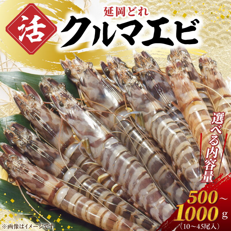 【ふるさと納税】高評価 ★5.00 延岡どれ クルマエビ 選べる 内容量 500g 800g 1000g 活き車海老 えび 指定日お届け 刺身 塩焼き エビチリ エビフライ パスタ お祝い事 養殖 身がぷりぷり 新鮮 海鮮 魚介類 海の幸 お取り寄せ お取り寄せグルメ 宮崎県 延岡市 送料無料
