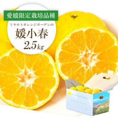 【2026年1月下旬頃より順次発送】希少柑橘 媛小春(ひめこはる) 2.5kg【C25−144】【1378626】