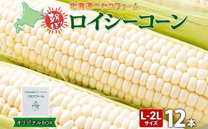 北海道産 とうもろこし 計12本 L-2L サイズ混合 ロイシーコーン 大きめ 旬 朝採り 新鮮 トウモロコシ 甘い 夏野菜 とうきび お取り寄せ 産地直送 野菜 しりべしや 送料無料 北海道 倶知安町