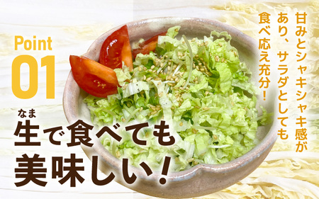 【2026年10月下旬より順次発送 】甘みのあるミニ白菜！「たけのこ白菜」4玉（1玉 約1kg）計4kg以上【産地直送 野菜 冷蔵 】 [e58-a004]