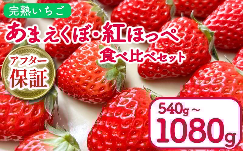 
            いちご 540g 1080g 紅ほっぺ あまえくぼ 食べ比べ セット ( 2026年 1月 発送開始 )  2パック 4パック 朝採れ 期間限定 人気 果物 フルーツ 新鮮 旬 冬 春 ケーキ ショートケーキ デザート ギフト 贈り物 贈答 イチゴ 苺 ストロベリー 徳島県 吉野川市 あんいちご園
          