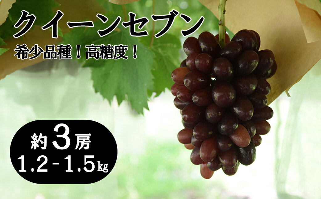 【ふるさと納税】【数量限定】クイーンセブン 約3房（1.2～1.5kg）　ぶどう ブドウ 葡萄 くだもの 果物 フルーツ 山梨 やまなし 富士川町 高糖度 希少 希少品種 貴重