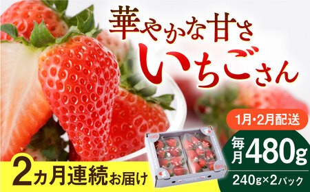 【先行予約】【2回定期便】いちごさん 240g×2パック 1月・2月配送【StrawberryFarm-K】[IBJ013]