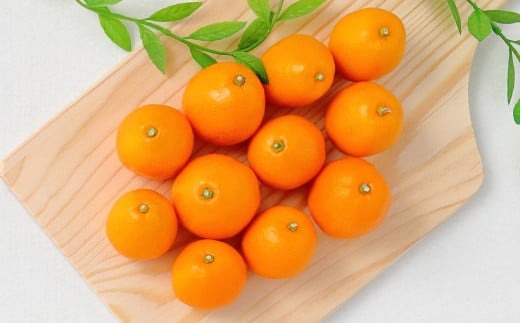 ＜宮崎県産【2026年 数量限定】大粒 完熟キンカン  たまたま 約1kg 化粧箱＞2026年1月下旬～2月下旬までに順次出荷【c1395_hi_x1】 金柑 きんかん フルーツ 柑橘 果物 くだもの 数量限定