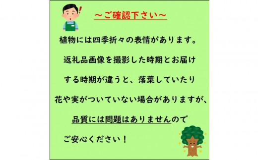 レモンの木 マイヤーレモンの苗木 7号鉢カバー実付きのいい品種(ガーデニング用)