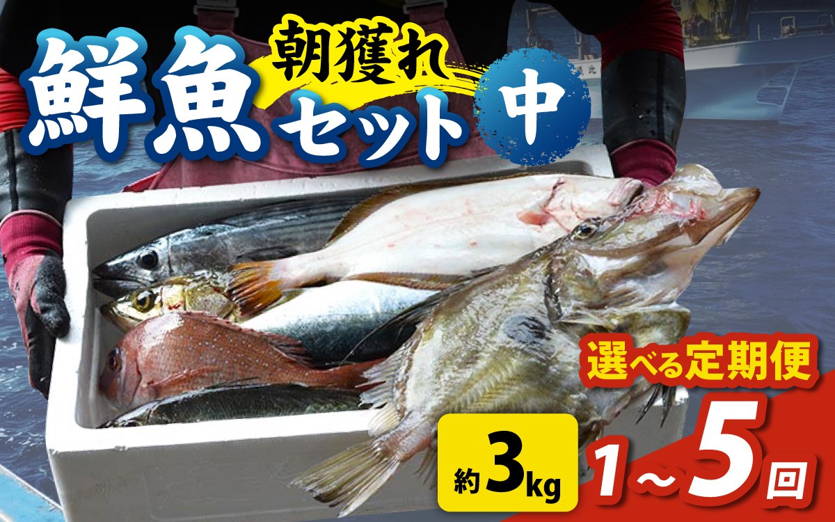
                  【先行予約】【1回お届け】【2～5回定期便】【朝獲り】漁師厳選 鮮魚セット (中) 4種類以上 約3kg【2026年4月以降発送開始】【お届け対象月 4月,6月,8月,10月,2月】 魚 詰め合わせ 直送  鮮魚 新鮮 煮物 焼き物 お造り 刺身 晩酌 食卓 BBQ 急速冷凍 鮮魚セット 詰合せ 厳選 お任せ 鮮度 産直 海鮮 加熱用 福井県 南越前町 越前 盛り合わせ おまかせ 送料無料 北陸
                