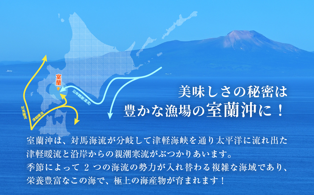 北海道室蘭産 天然活蝦夷あわび 10個入（1個100g～120g前後）（2025年11月下旬頃お届け） MROH007