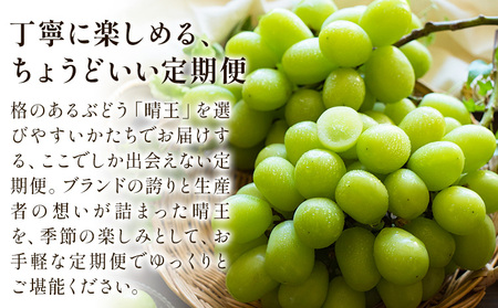 【2ヶ月定期便】晴王 シャインマスカット 約1.3kg ×2回 定期《9月上旬-10月末頃出荷》 シャインマスカット 岡山 マスカット 送料無料 果物 フルーツ