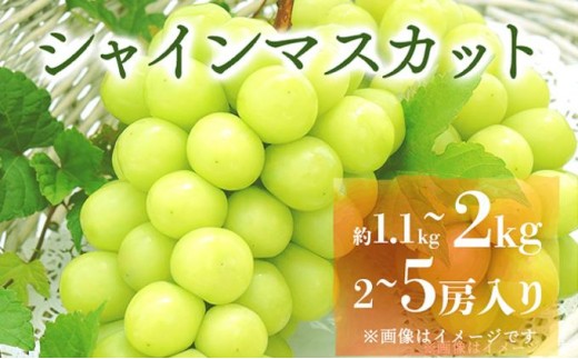 
            【容量が選べる】＜2025年発送分 先行予約＞梅村ファーム 朝摘み直送 シャインマスカット 2房入り 1.1kg以上or3～5房入り 約2.0kg【030-a010】
          