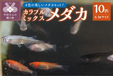 ミックスメダカ　１０匹