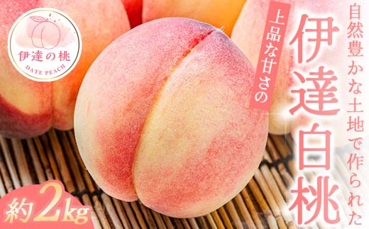 【2026年出荷分先行予約】福島県産 伊達白桃 約2kg 玉数はおまかせ はこざきフルーツ 伊達の桃 桃 フルーツ 果物 もも モモ momo F21C-427