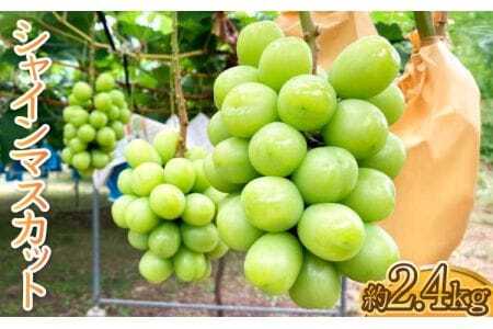 先行予約 シャインマスカット 約2.4kg（1房約300g×8パック）　【2026年7月下旬から8月中旬発送予定】