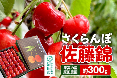 《2026年6月下旬～7月中旬発送》果実の里 原田農園 さくらんぼ（佐藤錦）約300g