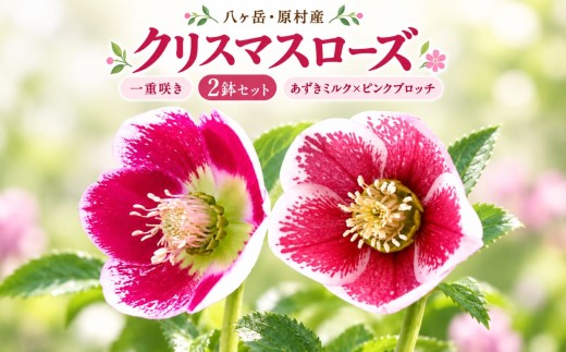八ヶ岳・原村産　クリスマスローズ（一重咲き）2鉢セット 【あずきミルク×ピンクブロッチ】 | クリスマスローズ 花苗 鉢植え 鉢花 信州 八ヶ岳 長野県 諏訪郡 原村