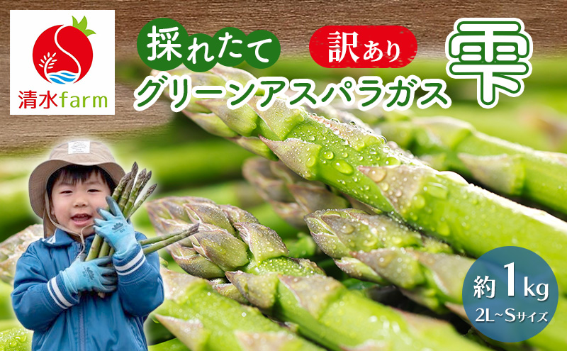 【2027年4月～発送】訳あり 富良野産 採れたて直送! グリー