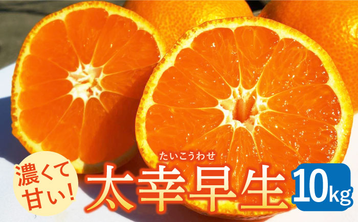 
                  【先行予約 2026年11月〜発送】【限定10件！】 さっぱりとした甘さの こだわりみかん 太幸早生（たいこうわせ） 約10kg【ひがじま農園】 ミカン 蜜柑 ブランド 佐賀県 白石町産 白石 年内配送 2026年産 [ICW006]
                