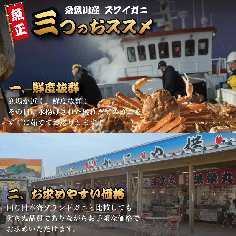 〈期間限定〉越後 本ズワイガニ 大 800g前後×2杯  姿 糸魚川産 浜茹で 鮮度が命！茹でたて直送 ギフトにも おススメ!! ずわいがに かに カニ 蟹 魚正 国産 日本海 新潟県 
