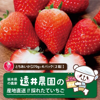 産地直送!!栃木県遠井農園の美味しいとちあいか【270g×4パック(2箱)】【配送不可地域：離島】【1518939】
