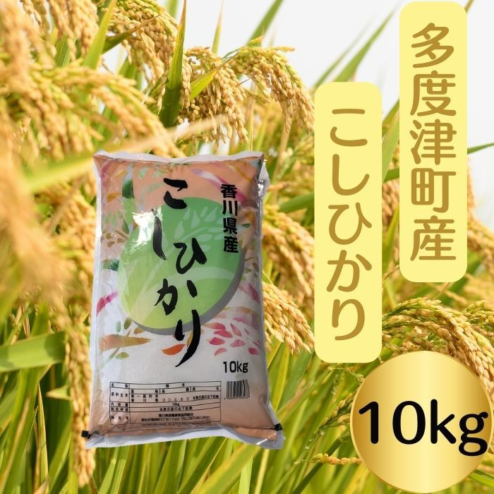 
                  【令和7年産】多度津町産こしひかり 10kg 【A-93】
                