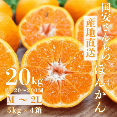 
            ＜南国を感じさせる独特の香り＞愛媛ポンカン 20kg＜H20-70＞【1620342】
          