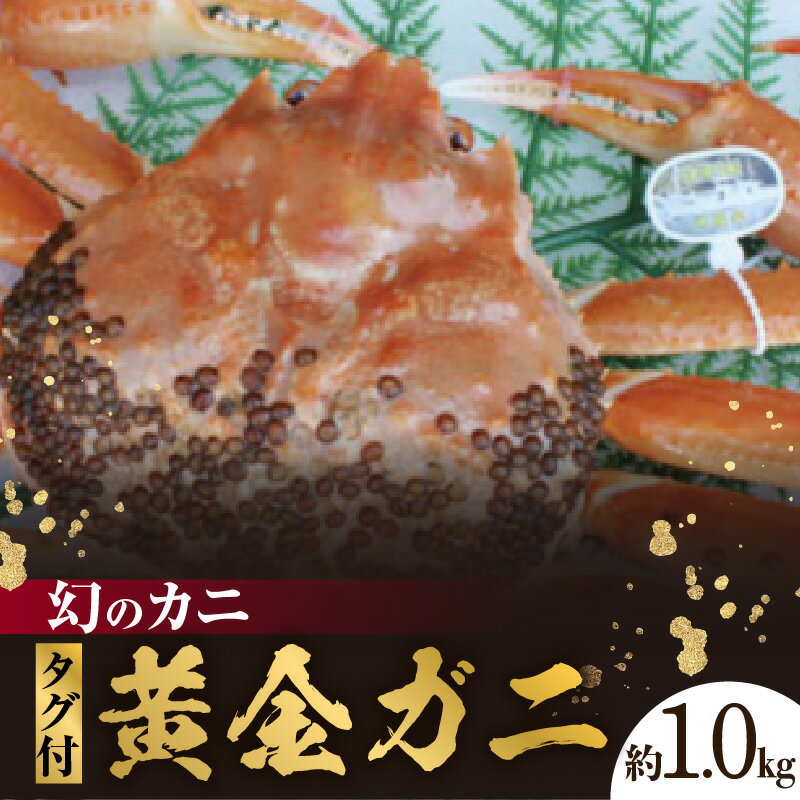 【ふるさと納税】幻のカニ 兵庫県香住産 タグ付き 活 黄金ガニ 約1.0kg カニ かに 蟹 海鮮 かに 蟹爪 蟹しゃぶ ギフト 鍋 香住ガニ かにすき かにみそ 姿 焼きガニ 焼き蟹 お取り寄せグルメ 送料無料 07-39