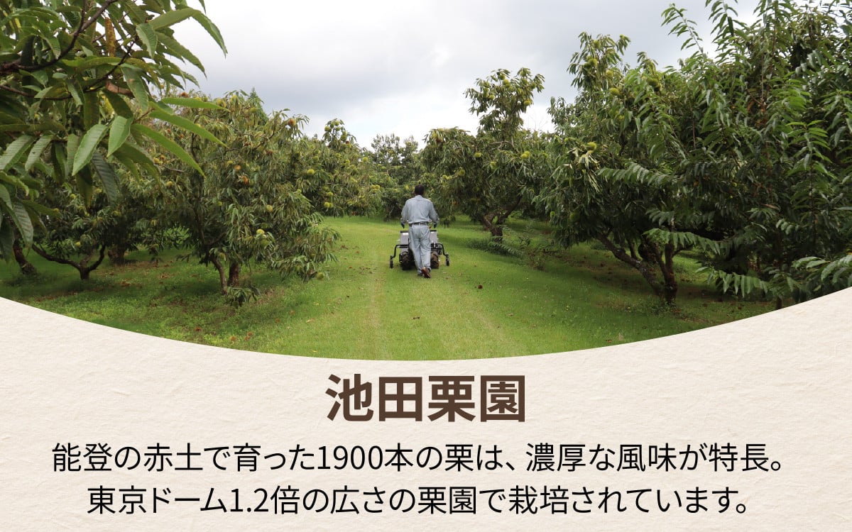 栗拾いをする池田さん
