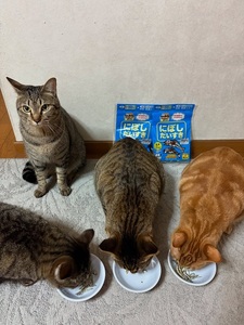 ペットフード マルトモ 減塩にぼしだいすきミニ 40g×30個セット おやつ にぼし 減塩 犬 猫 国産 国内加工 保存料 着色料 不使用 伊予市｜D87